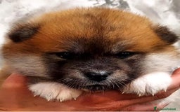 Akita Inu cani in vendita: AKITA CUCCIOLI da Allevamento ENCI - Immagine 8