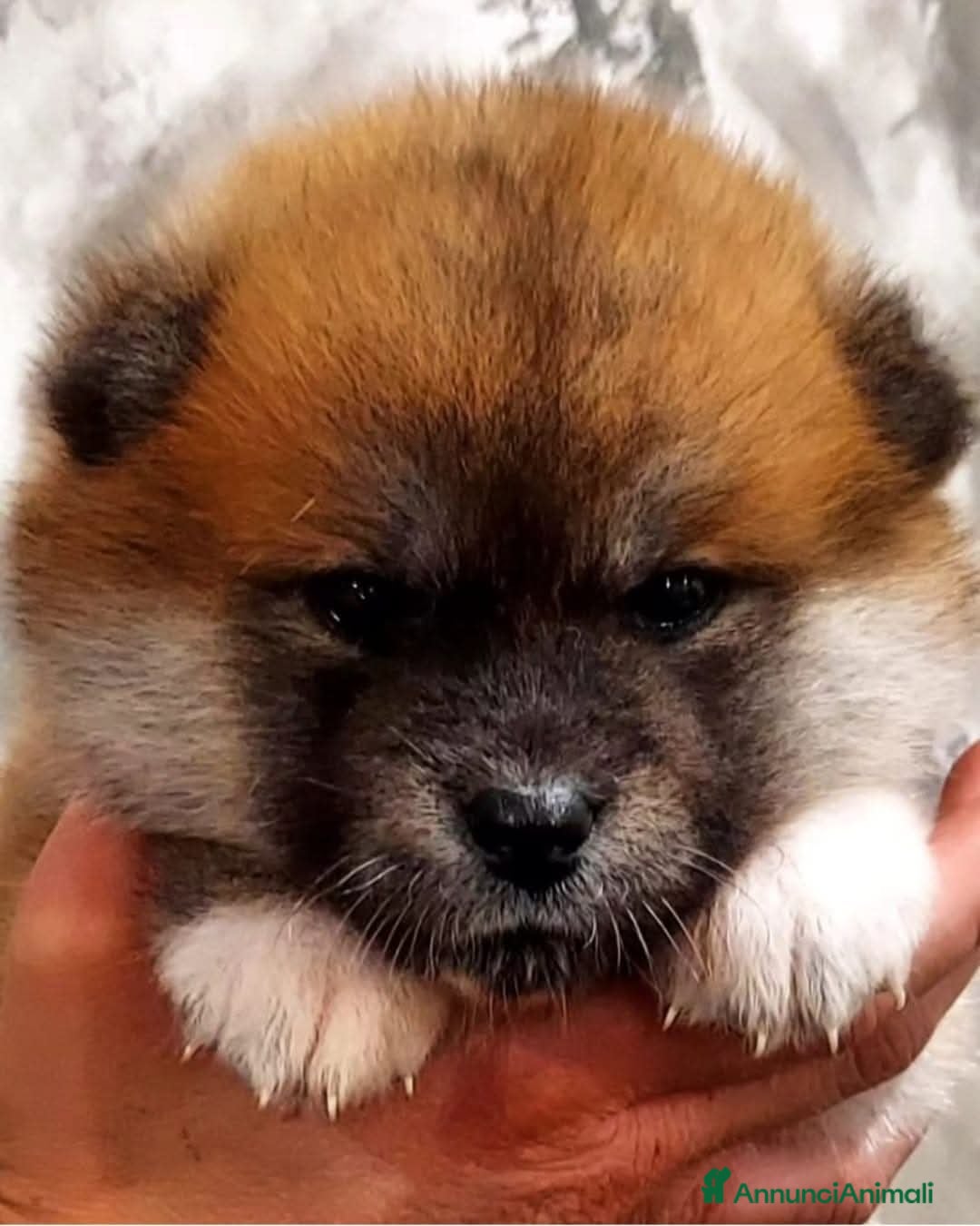 Akita Inu cani in vendita: AKITA CUCCIOLI da Allevamento ENCI - Immagine 8