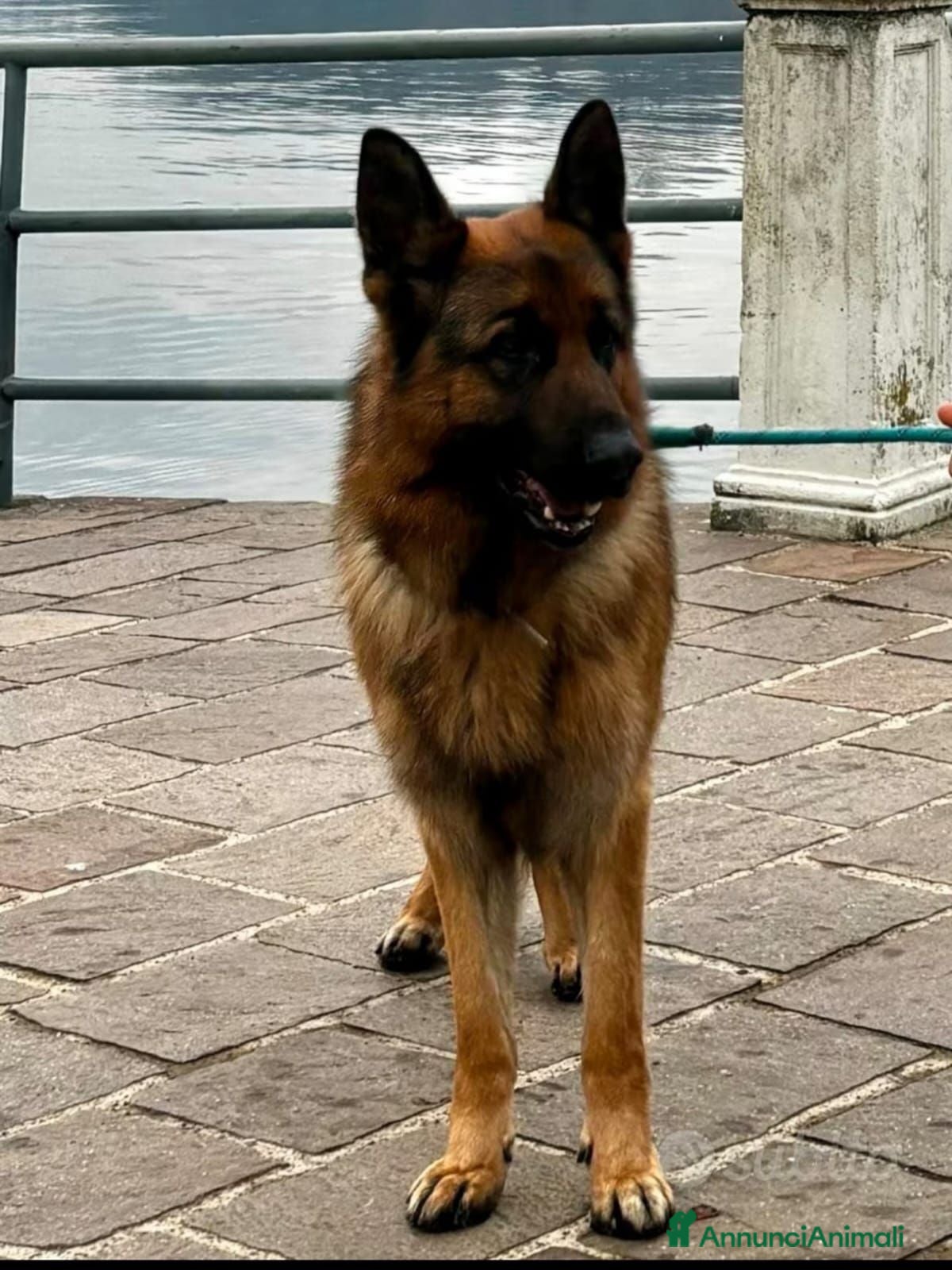 Pastore Tedesco cani Pastore tedesco con pedigree 5 anni - Annuncio 5