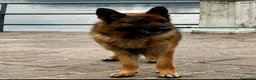 Pastore Tedesco cani in regalo: Pastore tedesco con pedigree 5 anni a Provincia di Varese - Annuncio 1