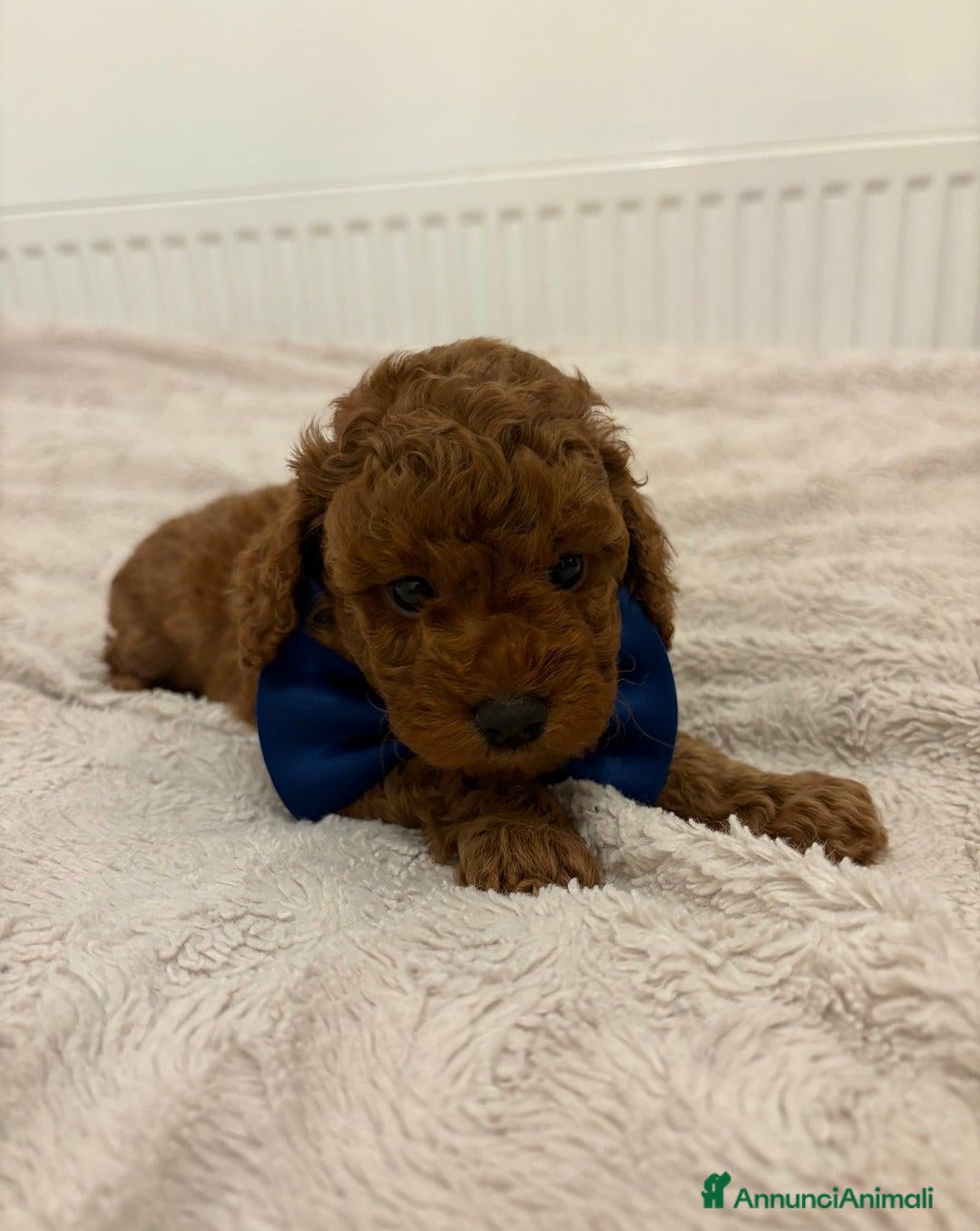 Cockapoo cani in vendita: Cuccioli di Cockapoo F2b disponibili - Annuncio 17
