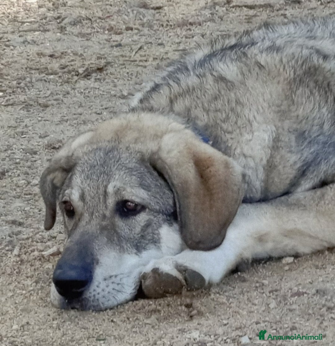 Meticcio cani in regalo: BALÙ CUCCIOLONE CERCA CASA - Annuncio 2