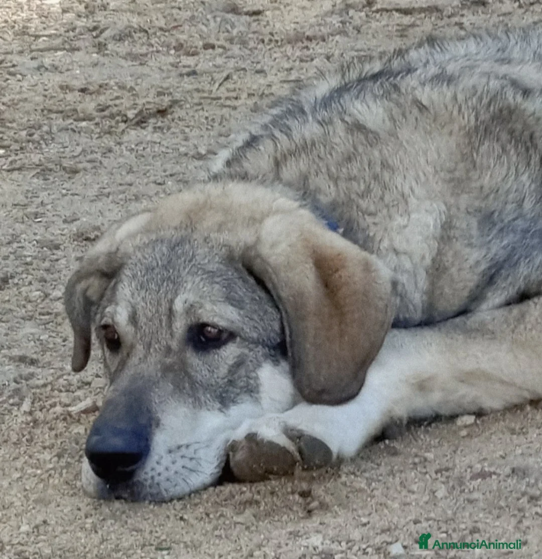 Meticcio cani in regalo: BALÙ CUCCIOLONE CERCA CASA - Annuncio 2