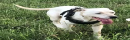 Meticcio cani in regalo: 1anno mix molossini buoni crescono in recinto.SUD - Annuncio 3