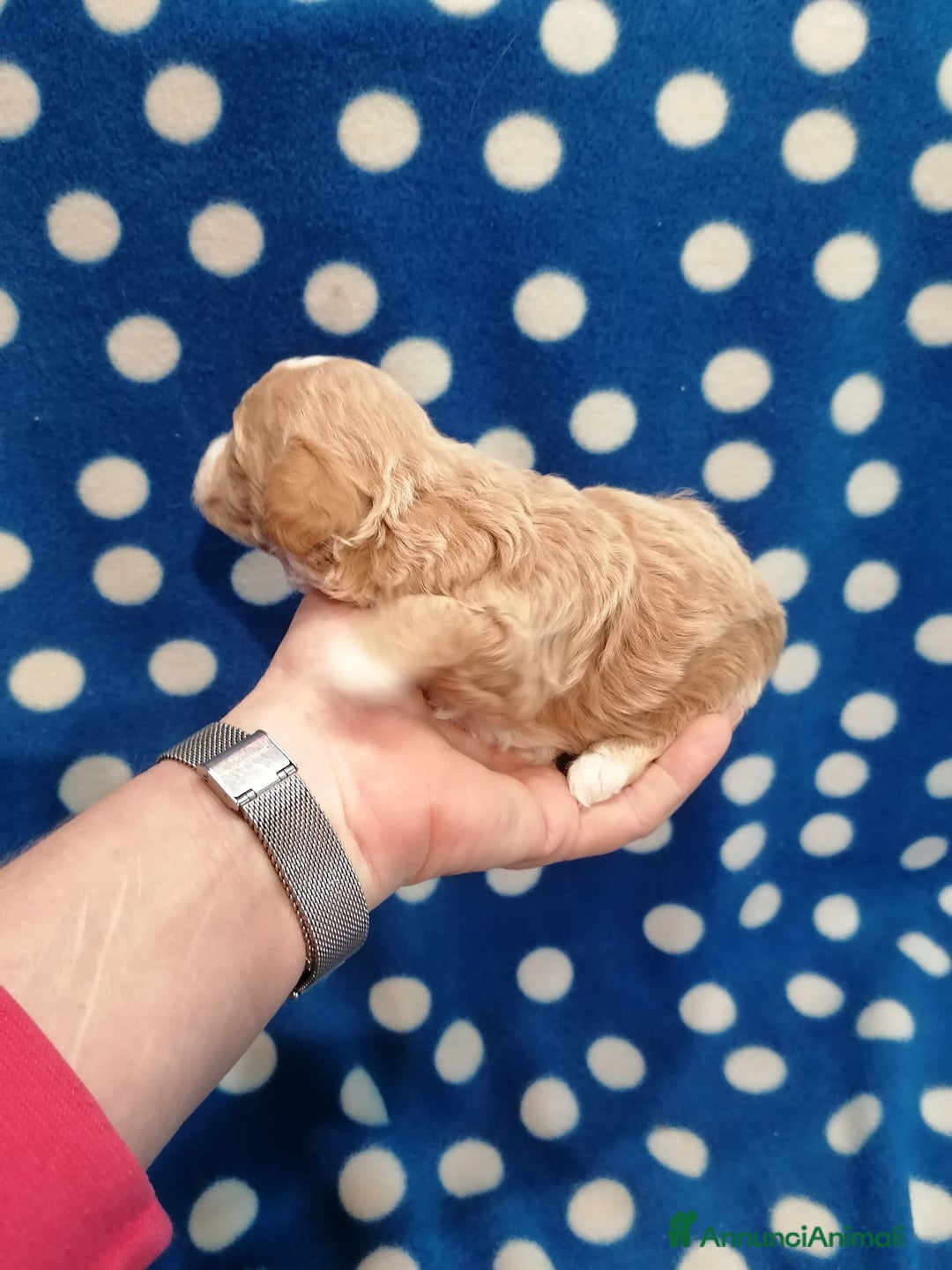 Meticcio cani in vendita: Maltipoo cuccioli - Annuncio 5