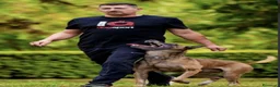 Pastore Belga cani in vendita: Cuccioli pastore belga Malinois  - Annuncio 10