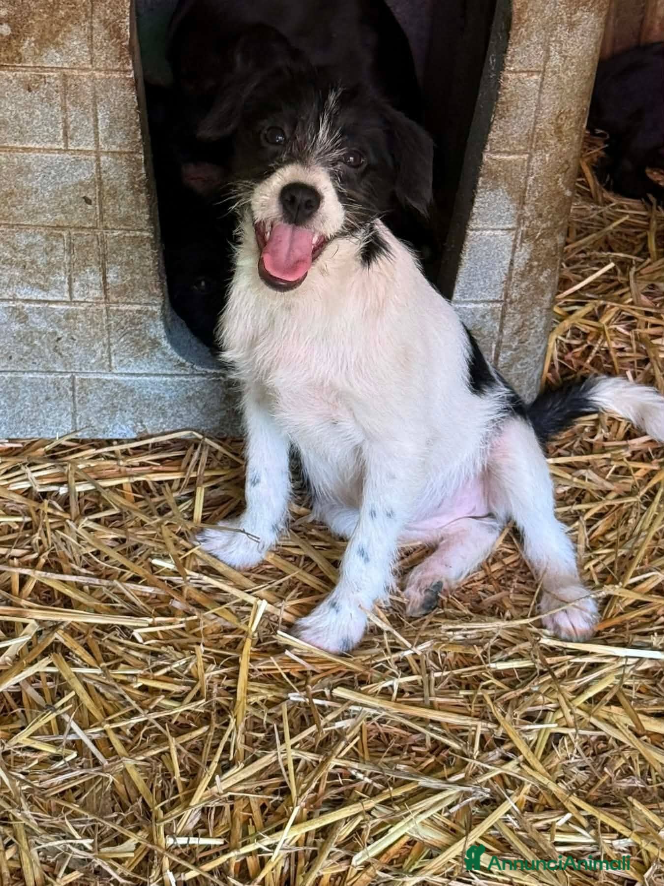 Meticcio cani TALIA, cucciola spaventata cerca amore. TG PICCOLA - Annuncio 28