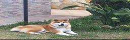 Akita Inu cani per accoppiamento: Akita Inu maschi per monta a Città metropolitana di Palermo - Annuncio 2