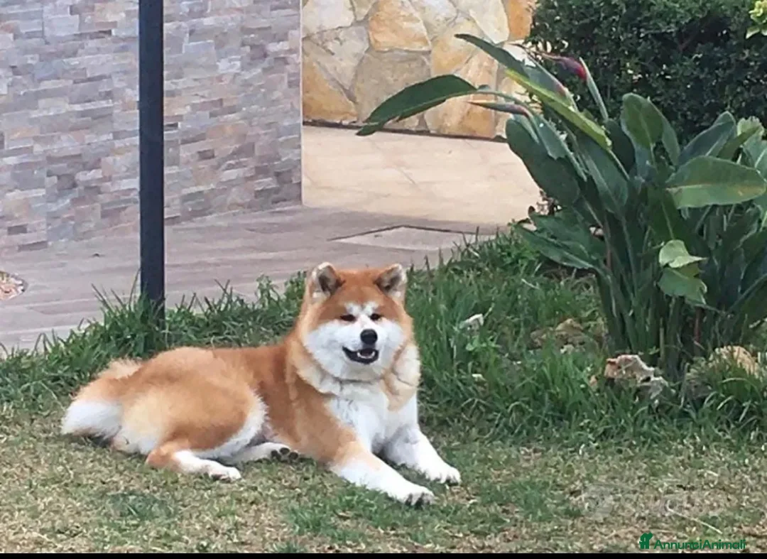 Akita Inu cani per accoppiamento: Akita Inu maschi per monta a Città metropolitana di Palermo - Annuncio 2