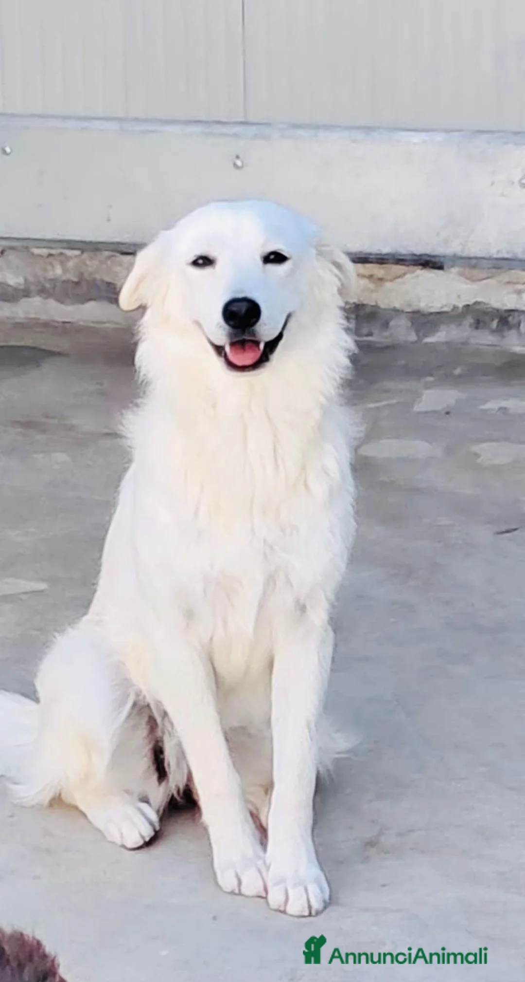 Meticcio cani in regalo: Neve, cagnolina taglia medio-piccola - Annuncio 2