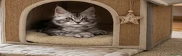 Maine Coon gatti in vendita: Cuccioli di Maine Coon femmine/maschi - Annuncio 4