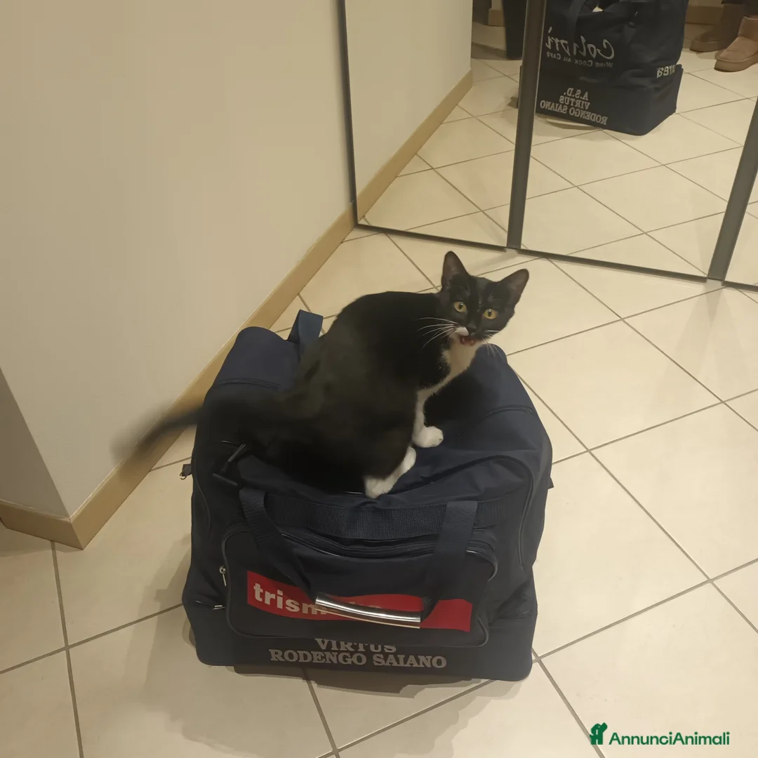 Europeo gatti in regalo: Kinda, 8 mesi - Annuncio 5