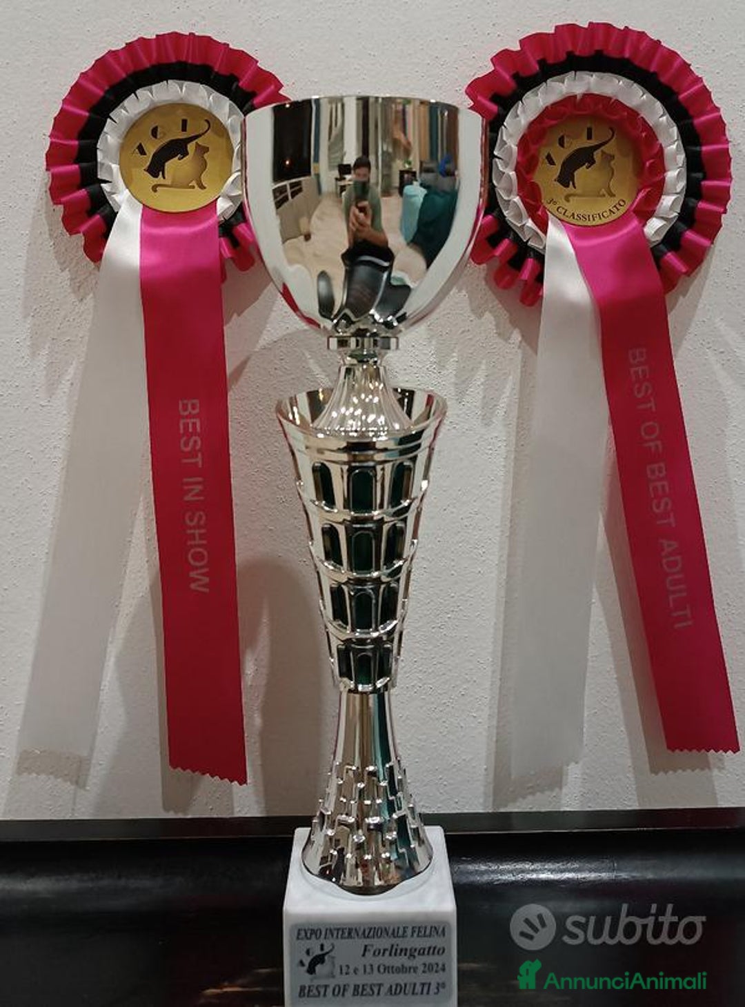 Maine Coon gatti per accoppiamento: Maine Coon stallone pedigree da riproduzione monta - Annuncio 5