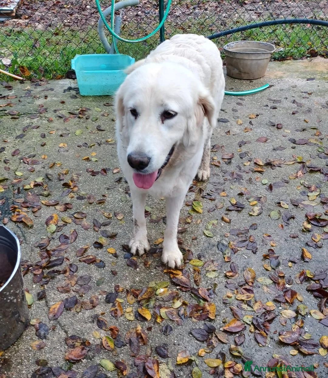 Meticcio cani in regalo: ADOTTA LUCKY a Ente di decentramento regionale di Udine - Annuncio 7