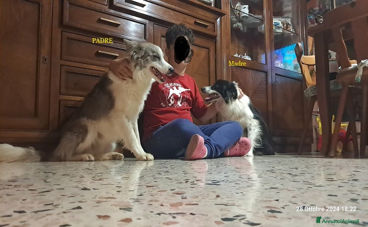 Border Collie cani a Città metropolitana di Palermo - Annuncio 1