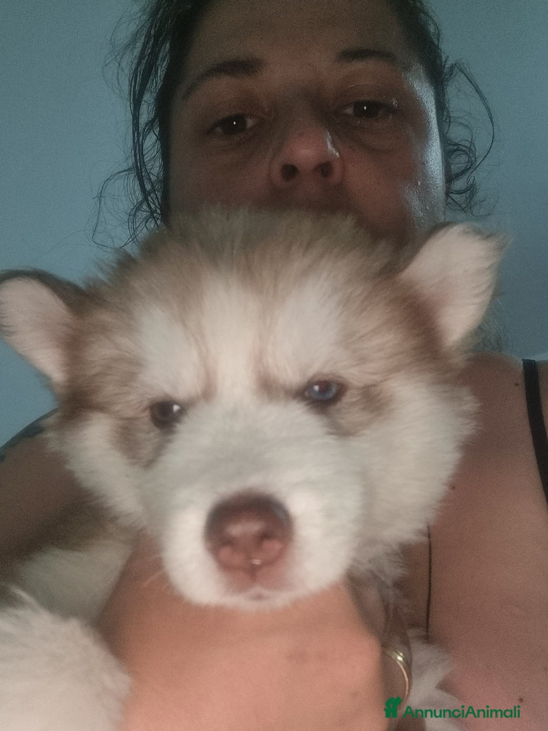 Husky cani in vendita: Cucciola e cucciolona siberian husky  a Città Metropolitana di Napoli - Immagine 3