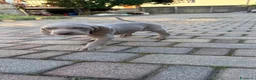 Weimaraner cani in vendita: Cuccioli Weimaraner  - Annuncio 23