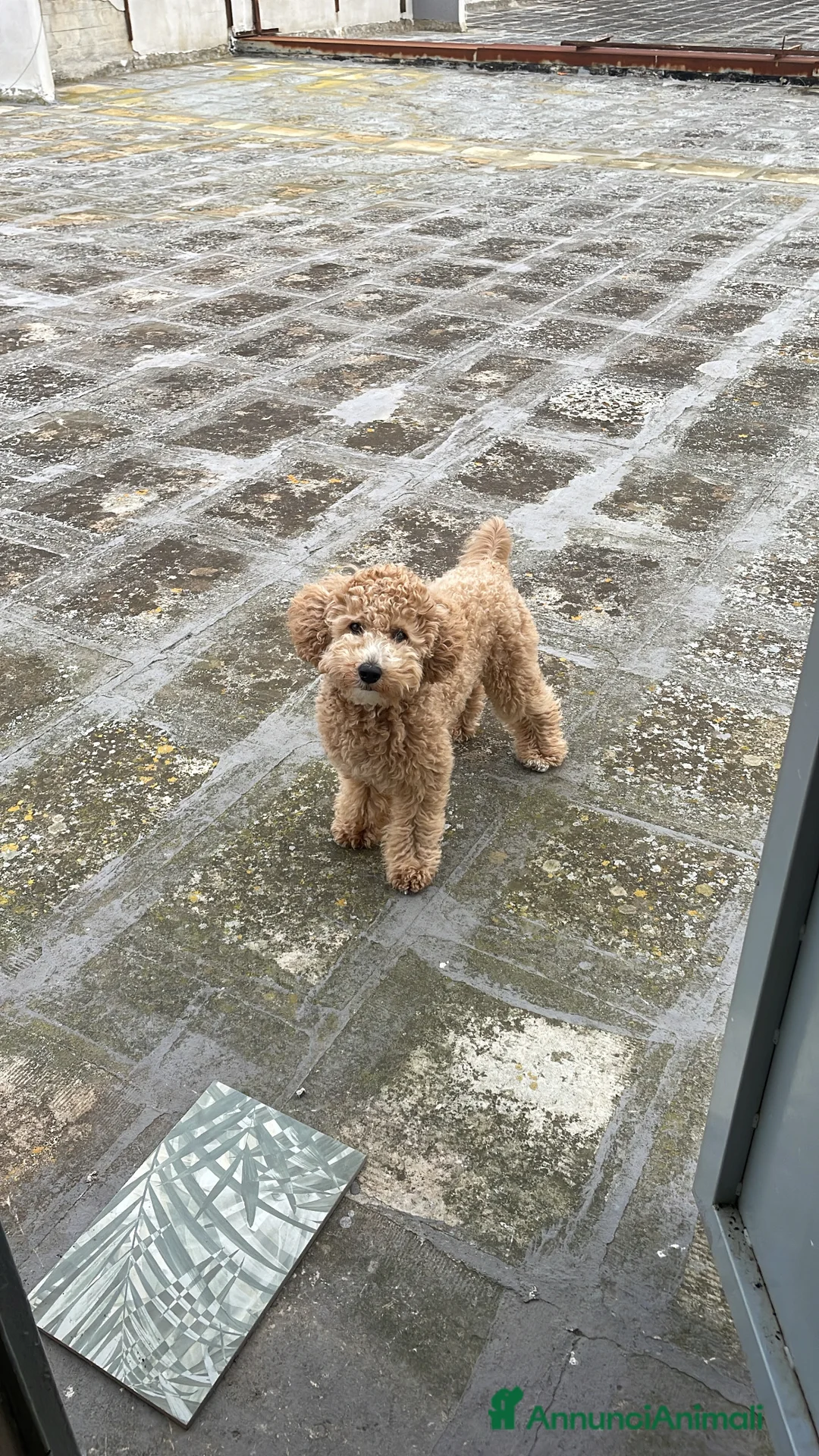 Barboncino cani per accoppiamento: Barboncino toy peloso e bello - Annuncio 4