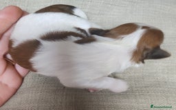 Shih Tzu cani in vendita: Cuccioli di shitzu a Provincia di Cuneo - Immagine 5
