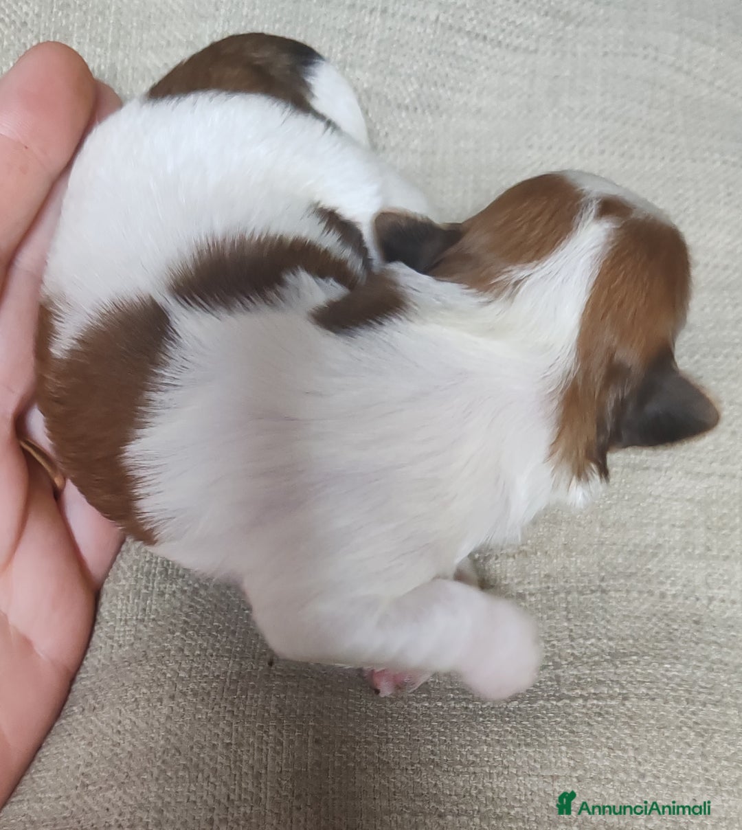 Shih Tzu cani in vendita: Cuccioli di shitzu a Provincia di Cuneo - Immagine 5