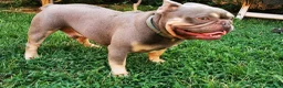Bulldog Francese cani in vendita: Cucciolo disponibile - Annuncio 3