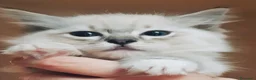 Ragdoll gatti in vendita: Ragdoll cucciola  - Annuncio 5