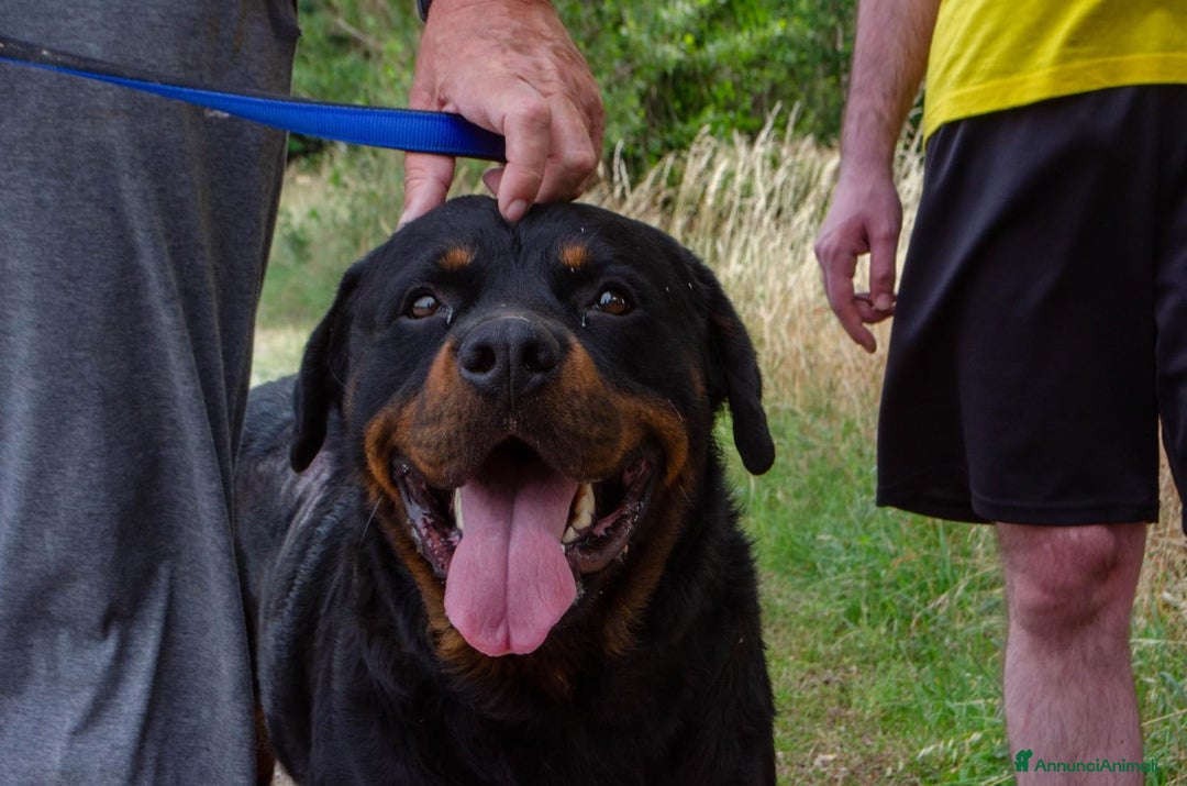 Rottweiler cani in regalo: Rex, 3 anni e mezzo a Provincia di Bergamo - Immagine 4
