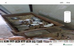 Jack Russell cani in vendita: Jack russell cuccioli  a Provincia di Pescara - Immagine 3