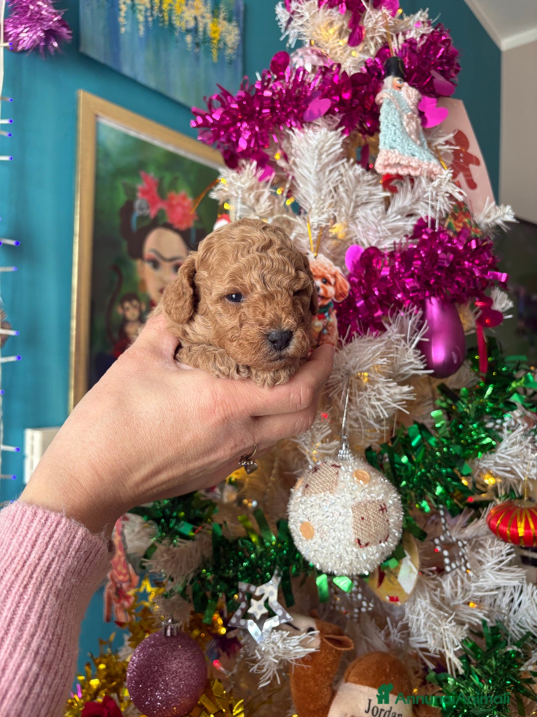 Barboncino Toy cani in vendita: Barboncino Toy  - Annuncio 5