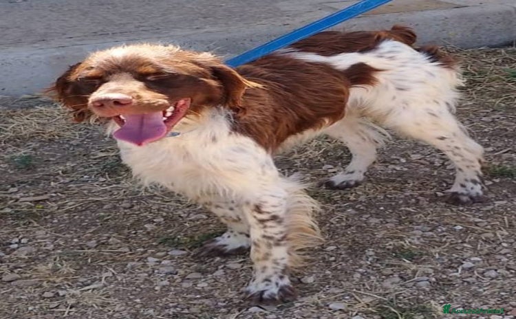 Meticcio cani a Città Metropolitana di Firenze - Annuncio 3