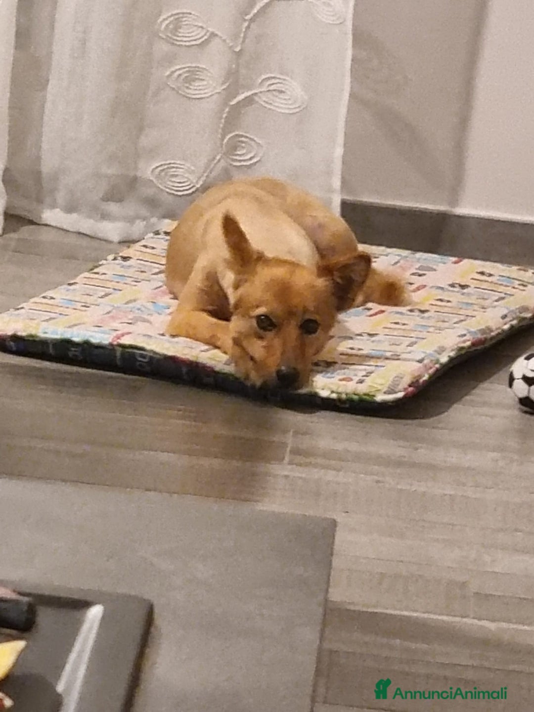 Volpino Italiano cani in regalo: Adozione per cagnolina senza razza - Annuncio 5