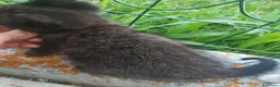 Europeo gatti in regalo: GATTINI - Annuncio 4