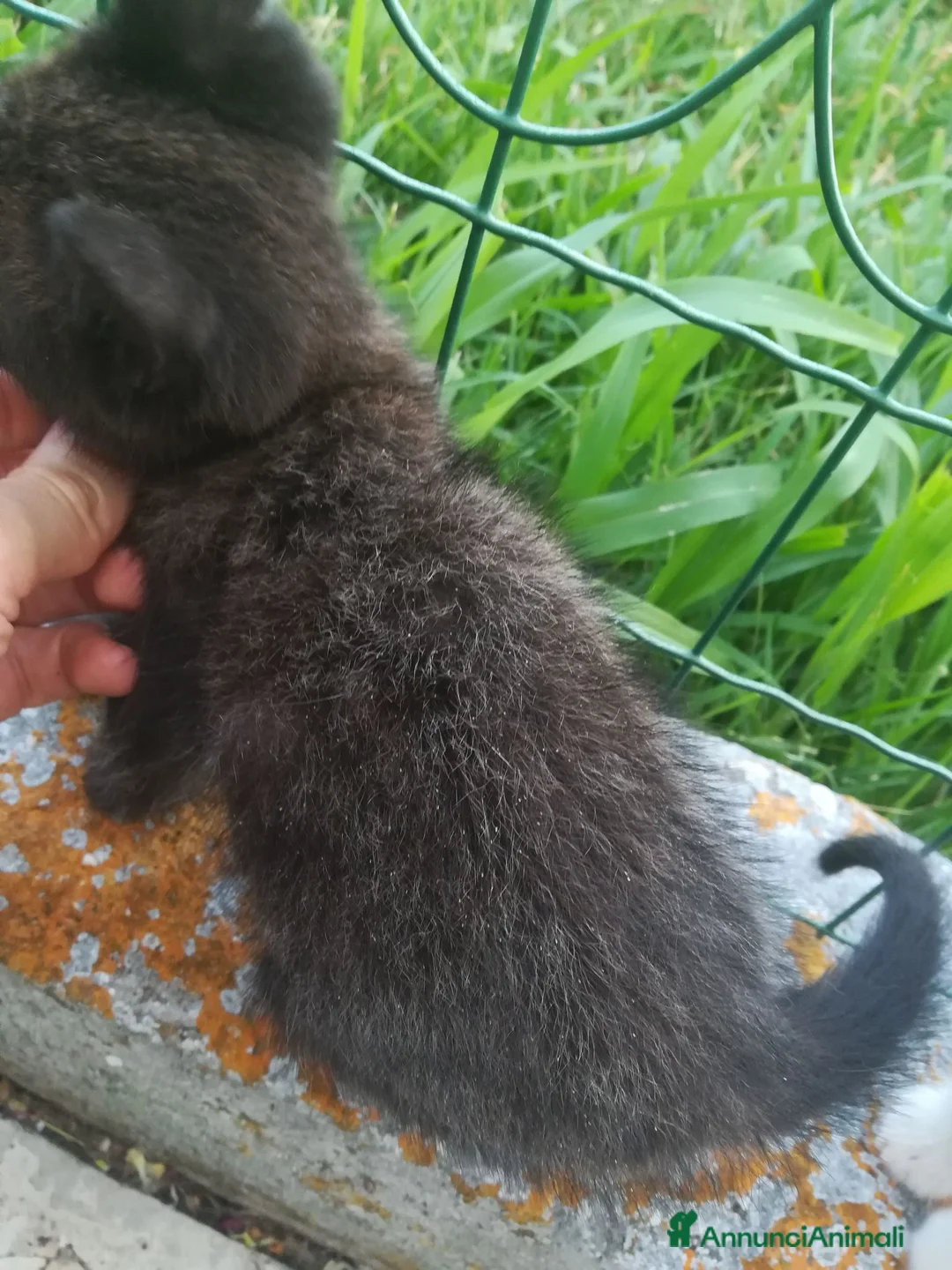 Europeo gatti in regalo: GATTINI - Annuncio 4