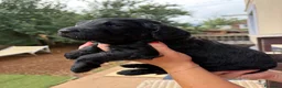Meticcio cani in vendita: Cuccioli di Goldendoodle  - Annuncio 32