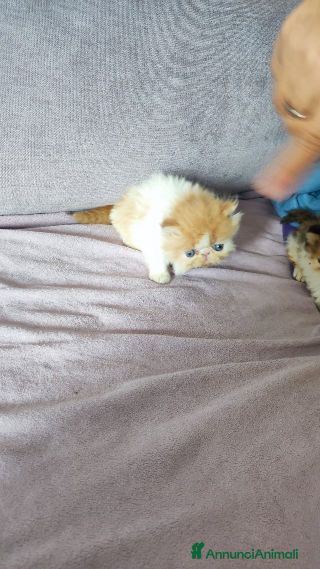 Persiano gatti in vendita: Gattino persiano ipertipico  - Annuncio 5