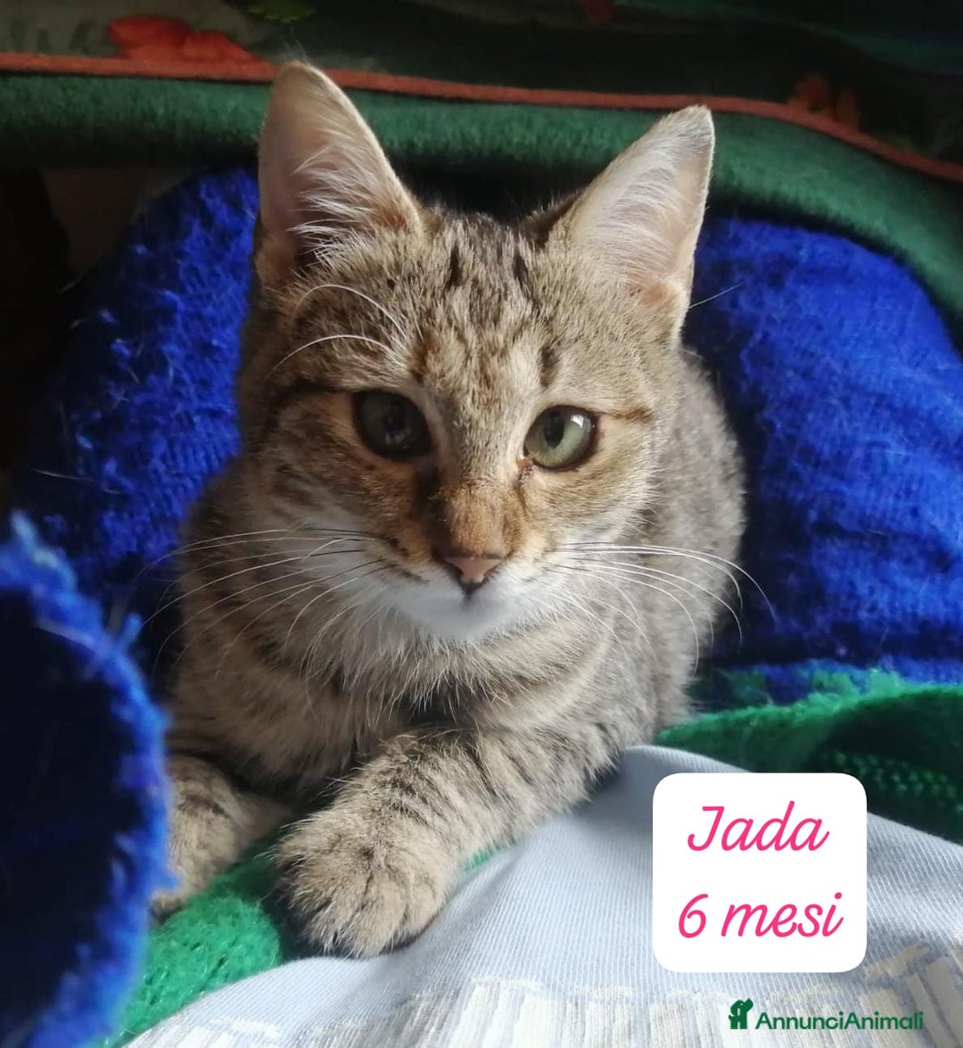 Europeo gatti in regalo: Gattini desiderosi di trovare famiglia  - Annuncio 9