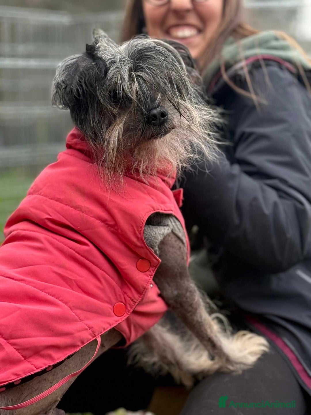 Altre razze cani in regalo: KIWI, simpaticissimo CANE NUDO CINESE. Tg piccola. - Annuncio 8