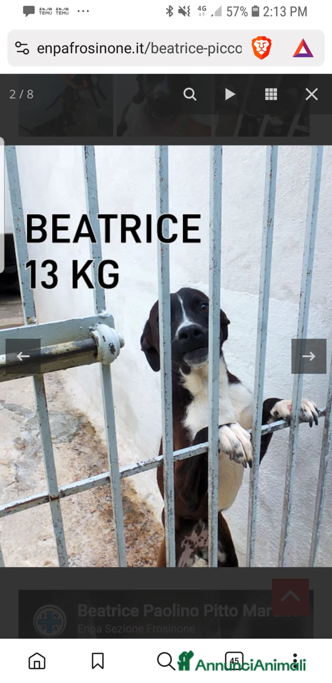 Meticcio cani in regalo: ADOZ.DEL💔:abbandonata neonata,dolce,bella a Provincia autonoma di Bolzano - Alto Adige - Annuncio 1