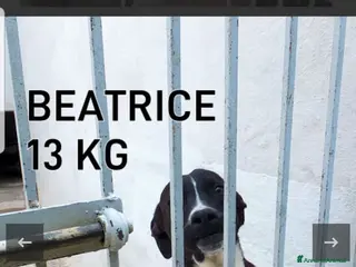 Meticcio cani ADOZ.DEL💔:abbandonata neonata,dolce,bella - Annuncio 41