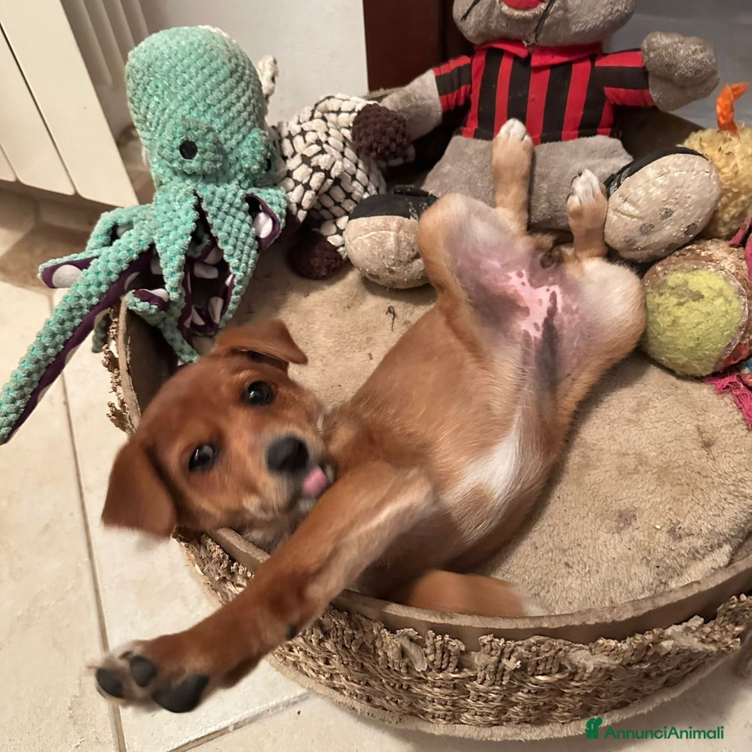 Meticcio cani in regalo: ORNELLA 🩷 -cucciola, dolcezza fatta a cagnolina😍 - Annuncio 5