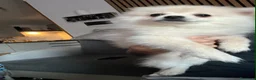 Volpino Pomerania cani in vendita: Volpino Pomerania  - Annuncio 2