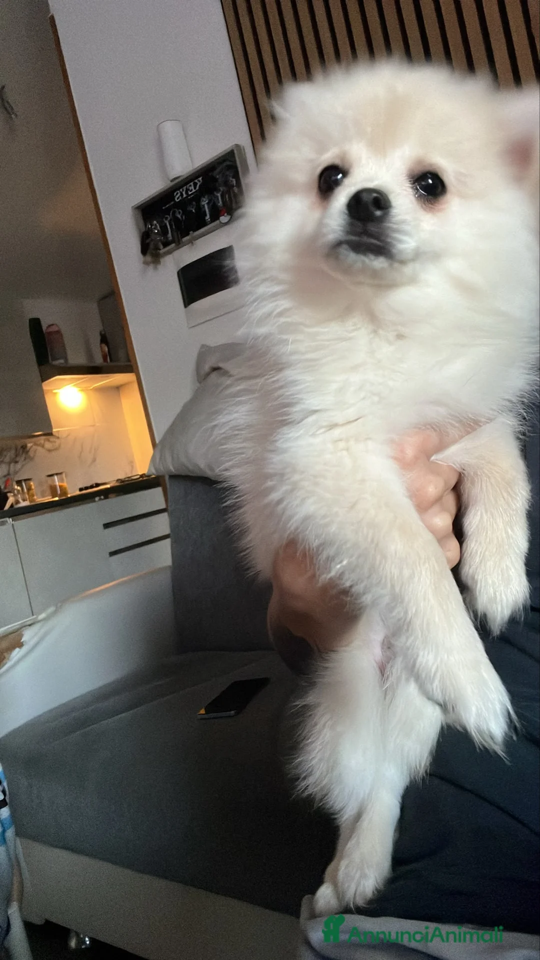 Volpino Pomerania cani in vendita: Volpino Pomerania  - Annuncio 2