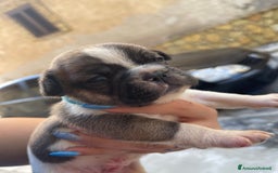 Bulldog Francese cani in vendita: Bulldog francese  - Immagine 3