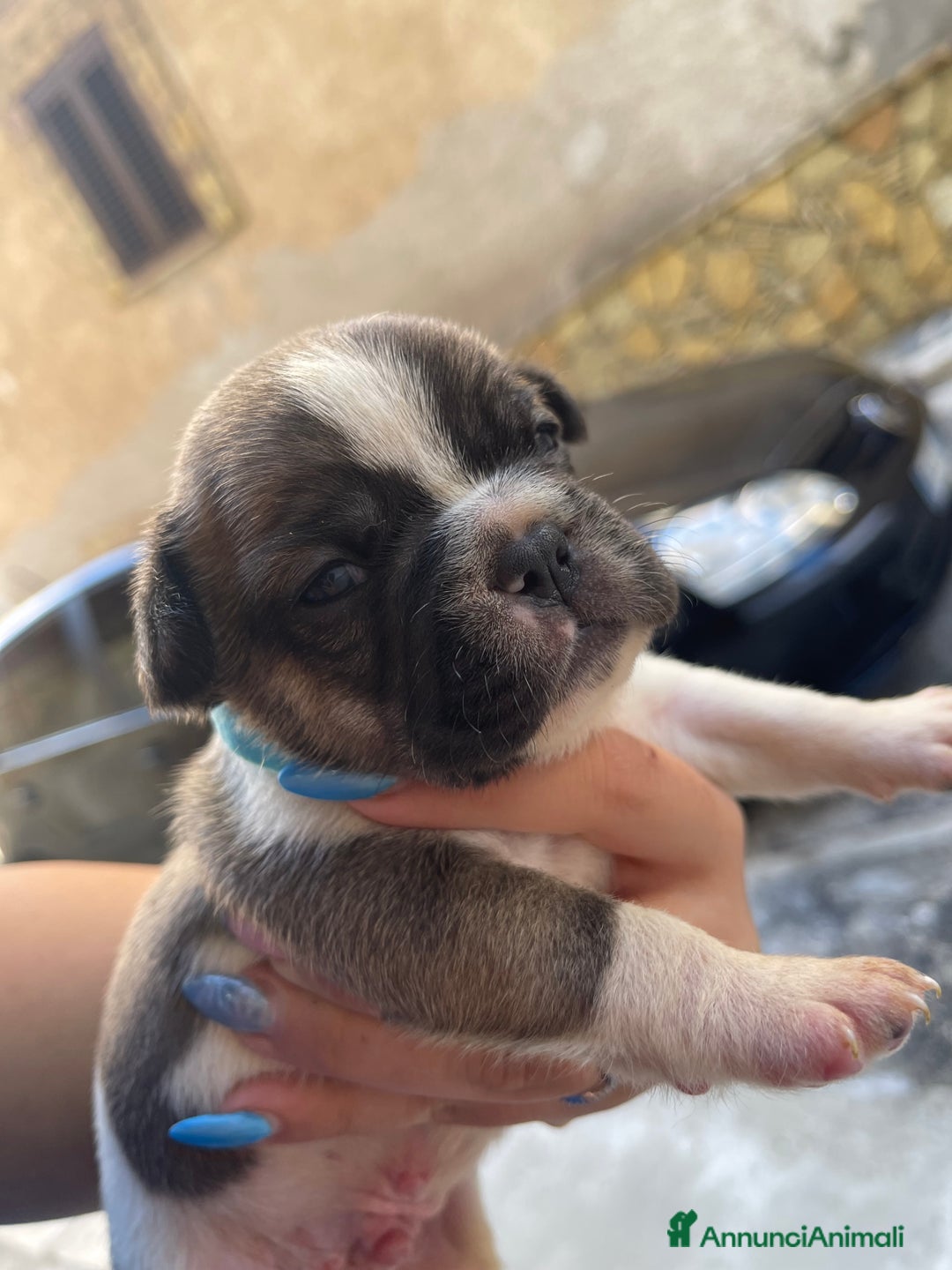 Bulldog Francese cani in vendita: Bulldog francese  - Immagine 3