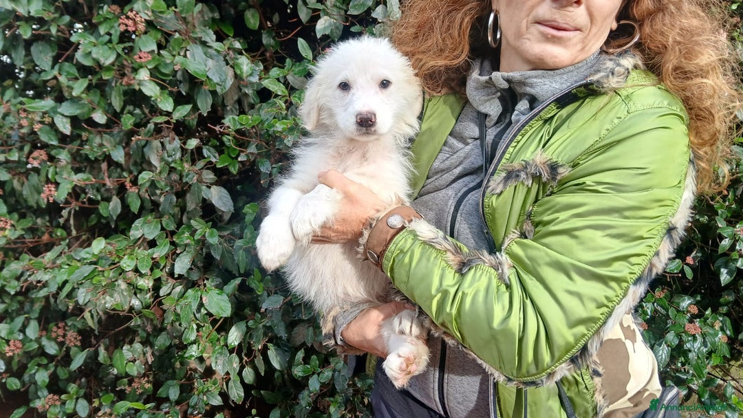 Meticcio cani in regalo: GINGER HA BISOGNO DI UNA CASA E TANTO AMORE - Annuncio 4
