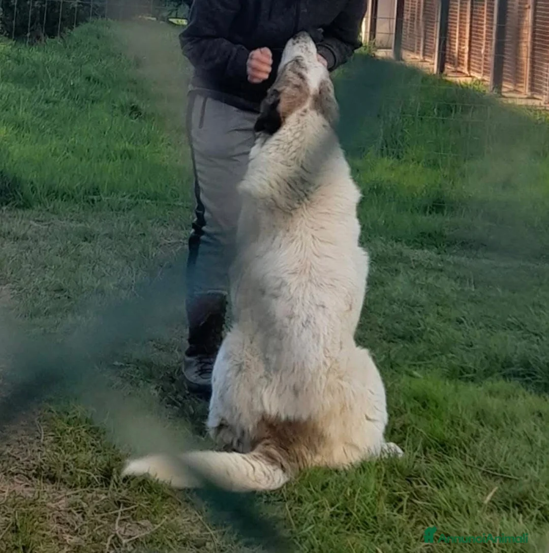 Meticcio cani in regalo: Madame si sta lasciando andare  a Provincia di Cuneo - Annuncio 4