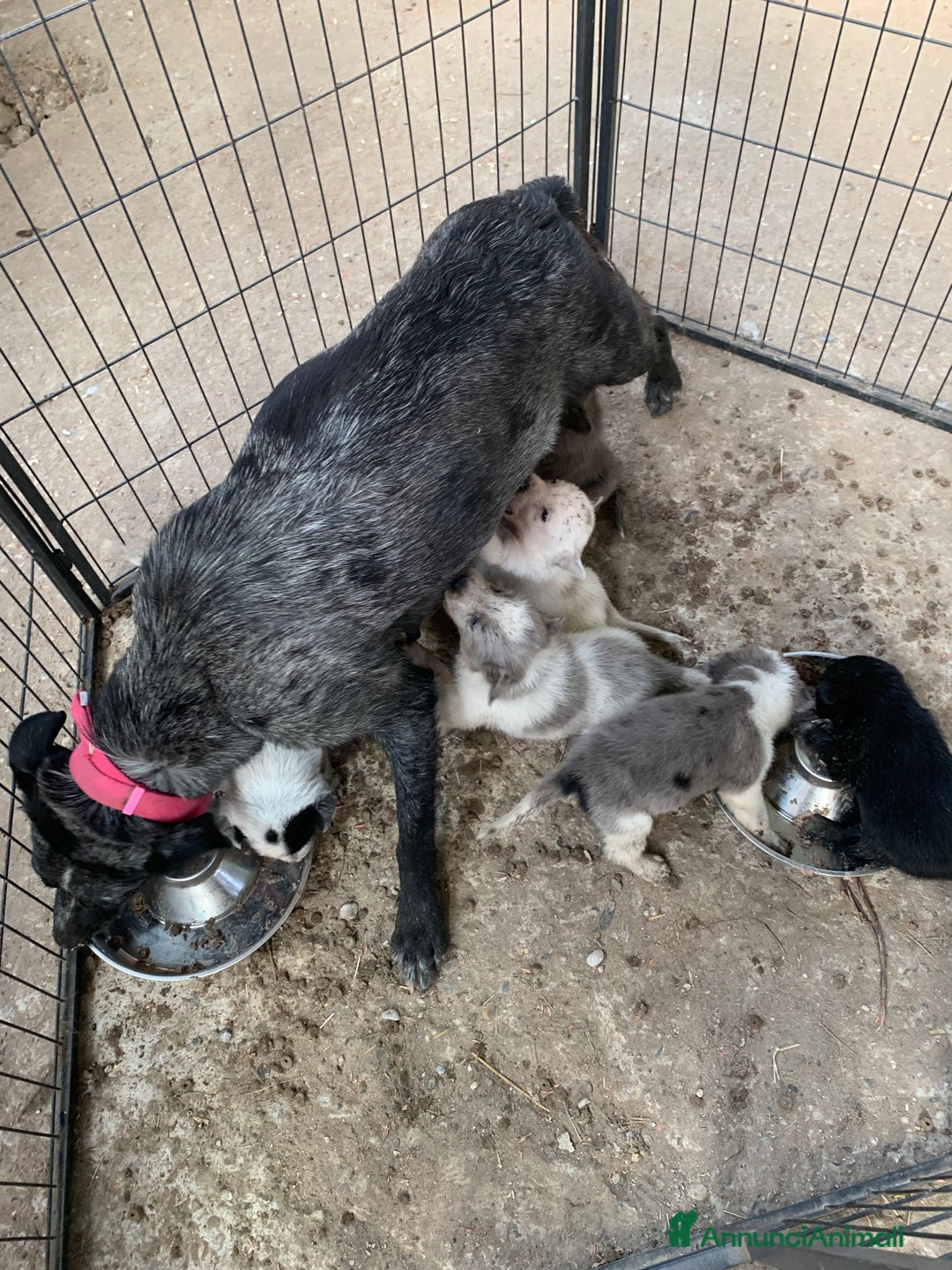 Bearded Collie cani in vendita: cuccioli border  - Annuncio 4