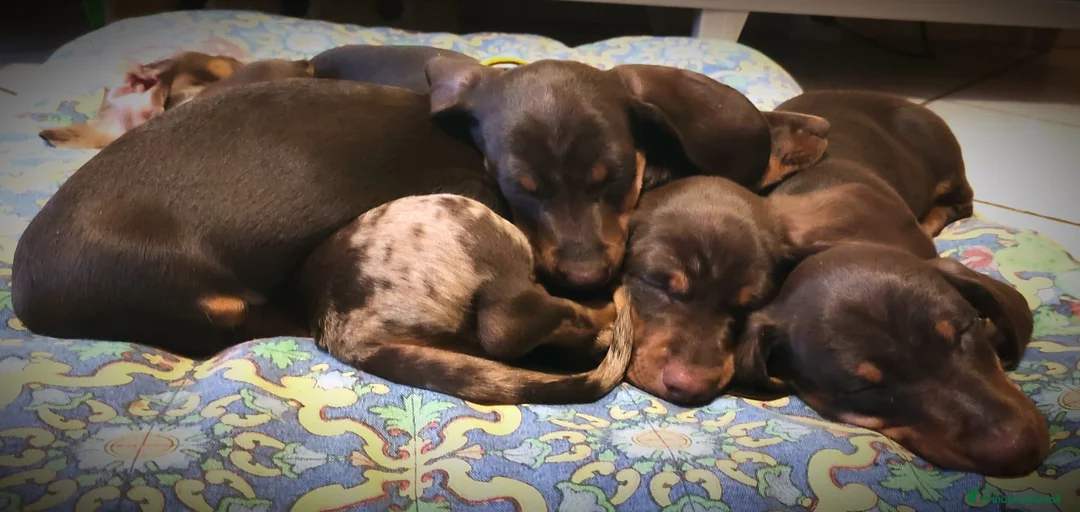 Immagine della galleria {{count}}