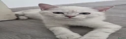 Scottish gatti in regalo: Micini scottish molto uniti  a Provincia di Bergamo - Annuncio 9
