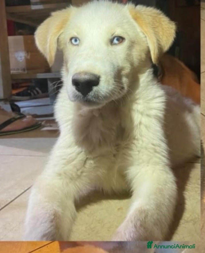 Meticcio cani Cucciolo stupendo occhi azzurri MANTOVA URGENTE - Annuncio 1